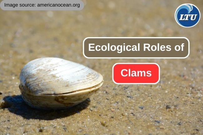 The Important Roles of Clams in Marine Ecosystems